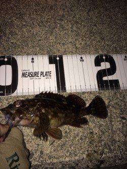 大蔵海岸でのメバリング釣果