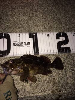 大蔵海岸でのメバリング釣果