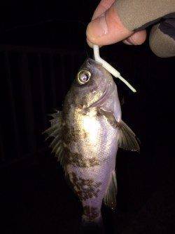 大蔵海岸でのメバリング釣果