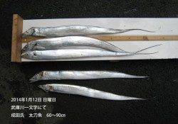 武庫川一文字60〜90cmのタチウオの釣果☆