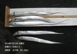 武庫川一文字60〜90cmのタチウオの釣果…