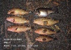 伊根エリアで、アコウ＆メバルの釣果