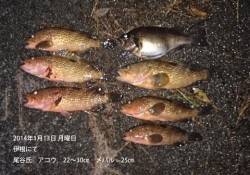 伊根エリアで、アコウ＆メバルの釣果