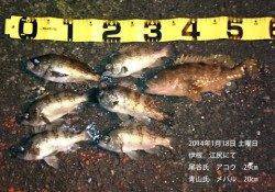 伊根・江尻にてアコウ29cmにメバル20cm〜