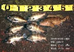 伊根・江尻にてアコウ29cmにメバル20c…