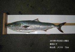 香住でメジロ75㎝