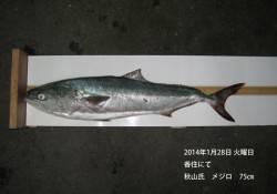 香住でメジロ75㎝