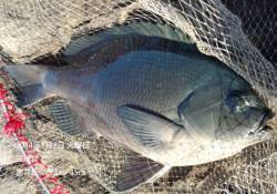 【7日】三尾で寒グレ！45cm