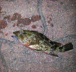 初釣りでガシリング～ロックフィッシュ裏切りません！