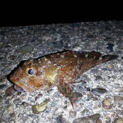 初釣りでガシリング～ロックフィッシュ裏切りません！