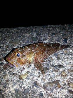 初釣りでガシリング～ロックフィッシュ裏切りません！