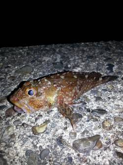 初釣りでガシリング～ロックフィッシュ裏切り…