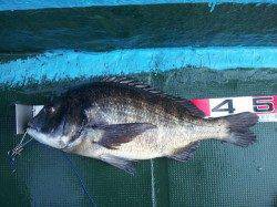 舞洲スリット　今年の初釣りで年無しチヌ☆