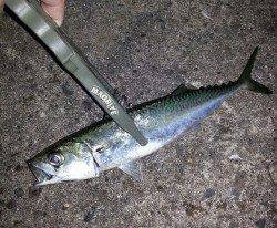 淀川河口周辺のアジング釣果～アジ・サバ・ガシラ