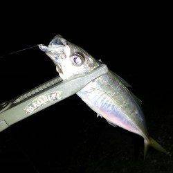 淀川河口周辺のアジング釣果～アジ・サバ・ガシラ