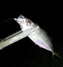 淀川河口周辺のアジング釣果～アジ・サバ・ガシラ