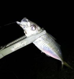 淀川河口周辺のアジング釣果～アジ・サバ・ガ…