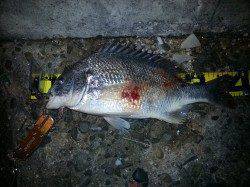 チニングは暗くなってからが狙い目