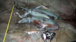 白浜周辺、夕マヅメに今年初イカＧＥＴ！