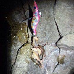 白浜周辺、夕マヅメに今年初イカＧＥＴ！