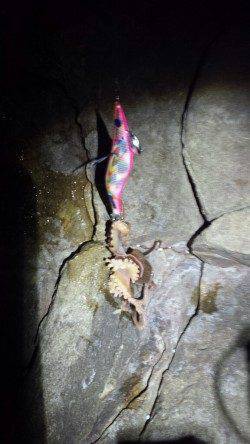 白浜周辺、夕マヅメに今年初イカＧＥＴ！