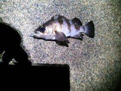 今年初メバルとガシラに出会えて良かった