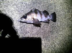 今年初メバルとガシラに出会えて良かった