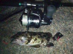 カレイ狙いで貝塚人工島に釣行、ガシラ・アナゴをゲット