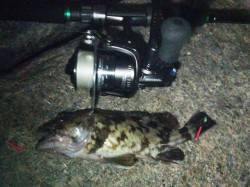 カレイ狙いで貝塚人工島に釣行、ガシラ・アナ…