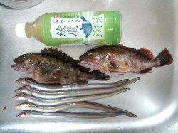 カレイ狙いで貝塚人工島に釣行、ガシラ・アナゴをゲット