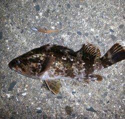 型は小さいですが、今年初のメバルを釣ることが出来ました