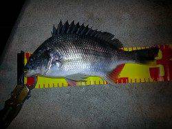 仕事帰りにチニングへ、3バラシの末に1匹