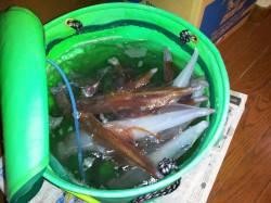 赤崎でアジを使ってヤリイカ釣り　【18杯】…