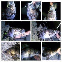 デッドスローで表層を探るとメバル入れ食い18匹！