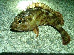 仕事帰りのロック調査～垂水漁港のガシリング