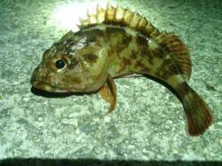 仕事帰りのロック調査～垂水漁港のガシリング…