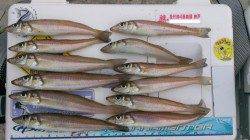 日の出から日没まで津名港周遊キス釣りで”ツ”ぬけ(^^)v