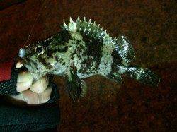 雨上がりにガシリング in 垂水漁港