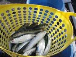 田尻にて朝一イワシ入れ食い状態♪ シラサのウキ釣りでメバルも