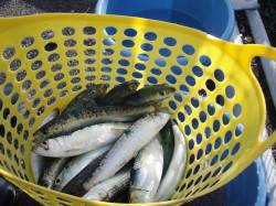 田尻にて朝一イワシ入れ食い状態♪ シラサの…