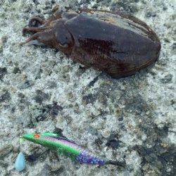 雪の降る中田ノ浦漁港でコウイカ狙いのエギング