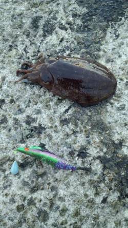 雪の降る中田ノ浦漁港でコウイカ狙いのエギン…