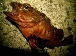 垂水漁港でメバリング、キープサイズはガシラ…