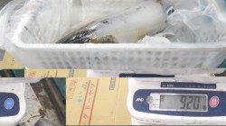 元島のヤエンでアオリ920g、ほか大きなアタリもあり