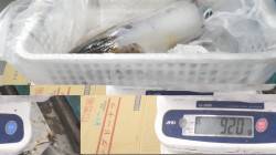 元島のヤエンでアオリ920g、ほか大きなア…