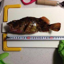 アジュール舞子でメバリング、メバルはでませんが良型ガシラが♪