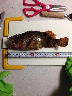 アジュール舞子でメバリング、メバルはでませんが良型ガシラが♪