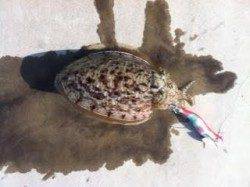 雨上がりの雑賀崎にてコウイカ釣れました