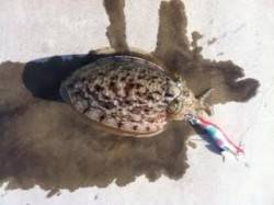 雨上がりの雑賀崎にてコウイカ釣れました