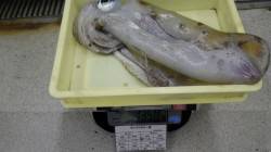 すさみ地磯、ヤエンでアオリイカ1350g他…